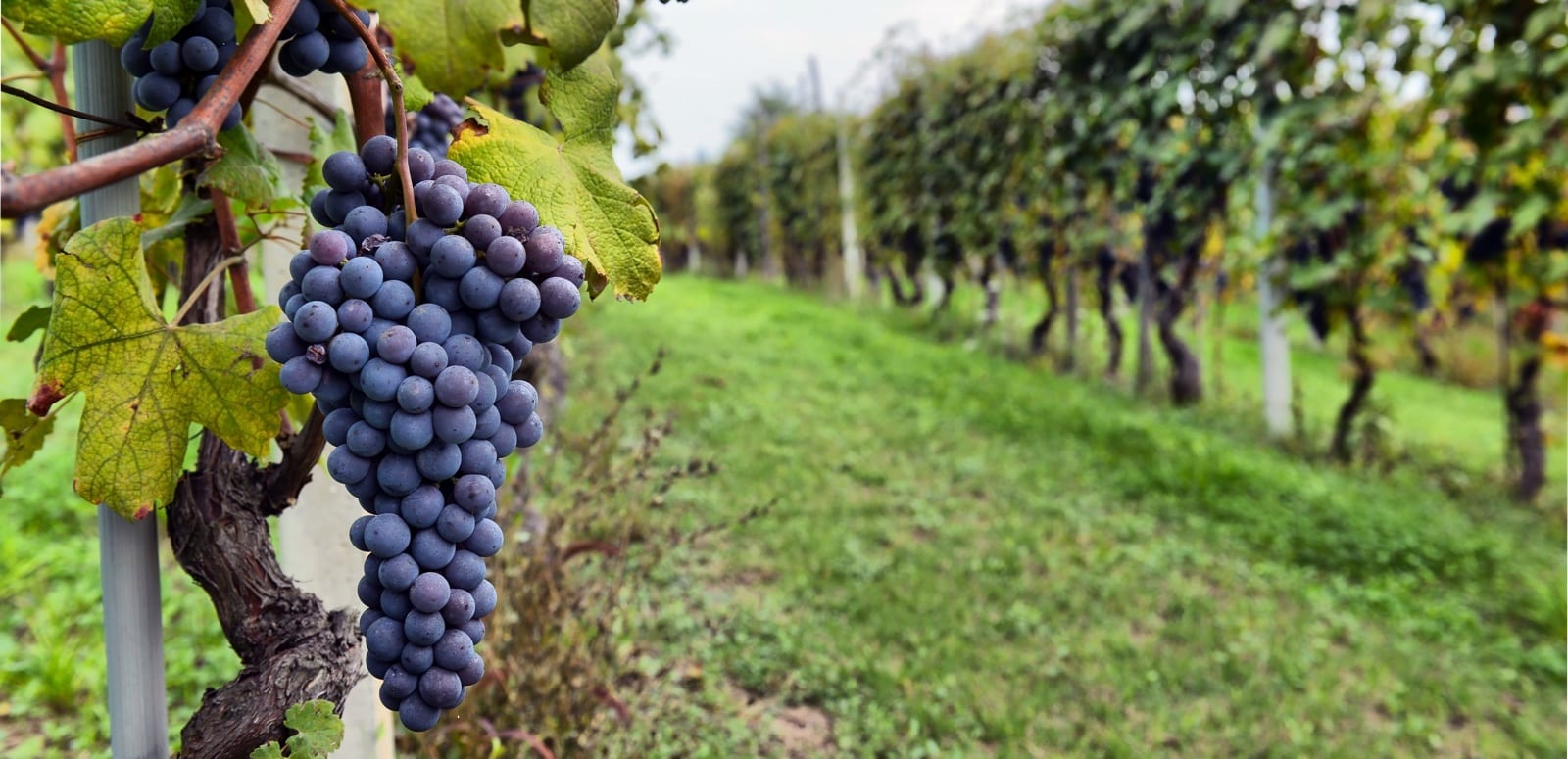 Wineries VS Vineyards - LI Wine Tastings